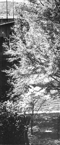 trees